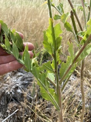 Oenothera curtiflora
