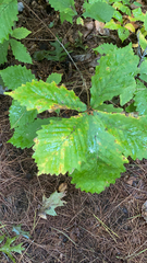 Quercus
