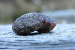 Austrorhytida capillacea
