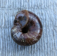 Austrorhytida capillacea