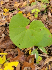 Arnoglossum reniforme