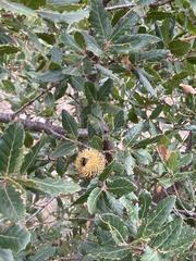 Quercus trojana