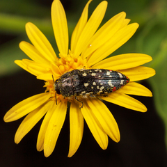 Acmaeodera rubronotata