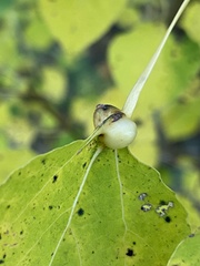 Pemphigus populicaulis