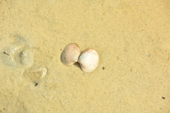 Clinocardium nuttallii