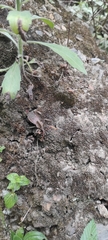 Reduviidae