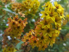 Galphimia glauca