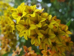 Galphimia glauca