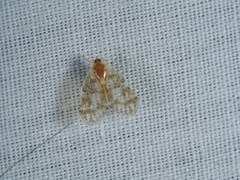 Saccharodite chrysonoe