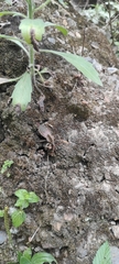 Reduviidae