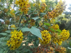 Galphimia glauca