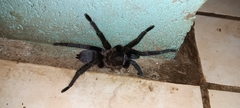 Theraphosinae