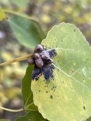 Pemphigus populicaulis