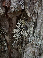 Hypogymnia physodes
