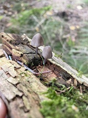 Mycena purpureofusca
