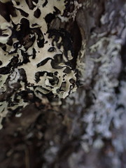 Hypogymnia physodes