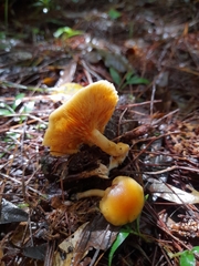 Hypholoma fasciculare