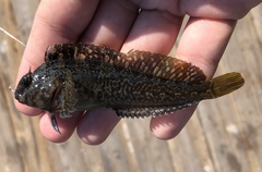Hypsoblennius gilberti