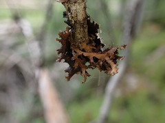 Tuckermanopsis chlorophylla