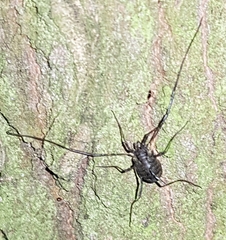 Oligolophus hanseni