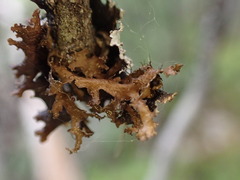 Tuckermanopsis chlorophylla