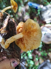 Hypholoma fasciculare