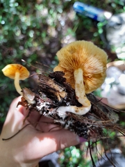 Hypholoma fasciculare