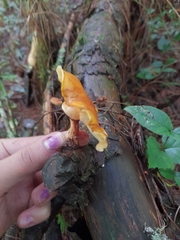 Hypholoma fasciculare