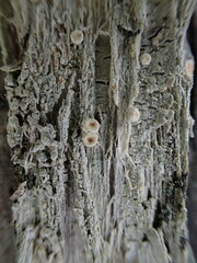 Ochrolechiaceae