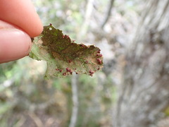 Aculus