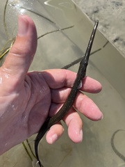 Fistularia tabacaria