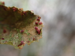 Aculus