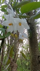Solanum laxum