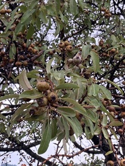 Pyrus spinosa