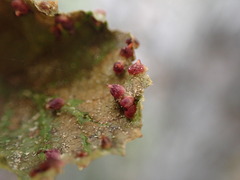 Aculus