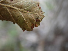 Aculus