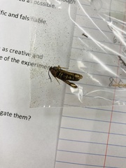 Pennisetia marginatum