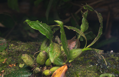 Coelogyninae