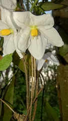 Solanum laxum
