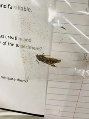 Pennisetia marginatum