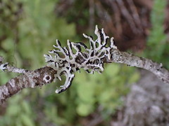 Hypogymnia tubulosa