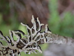 Hypogymnia tubulosa