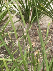 Stenotaphrum secundatum