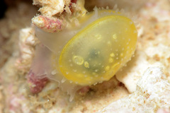 Scintilla cuvieri
