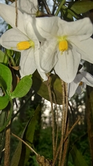 Solanum laxum