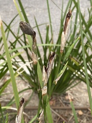 Stenotaphrum secundatum