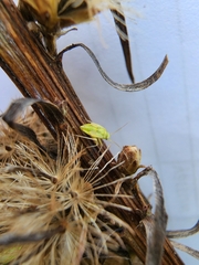 Taylorilygus apicalis