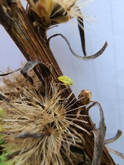 Taylorilygus apicalis