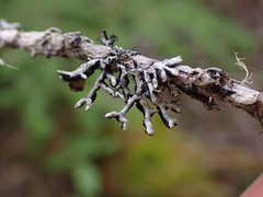 Hypogymnia tubulosa