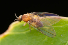 Simuliidae